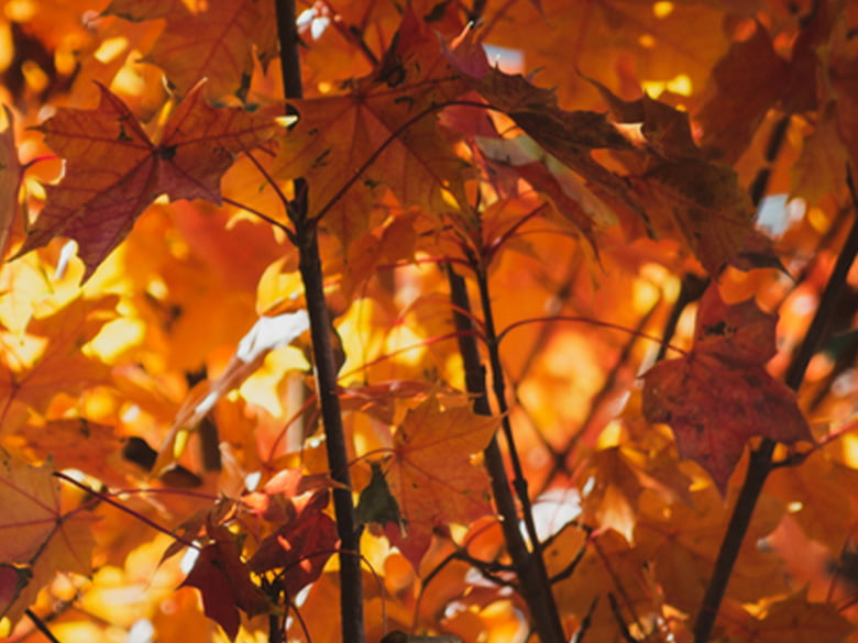 An aesthetic photo of fall leaves