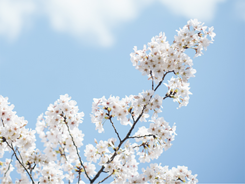 An aesthetic photo of a Japanese blossom tree