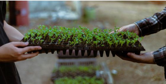 Picture shows plants being carried carefully 