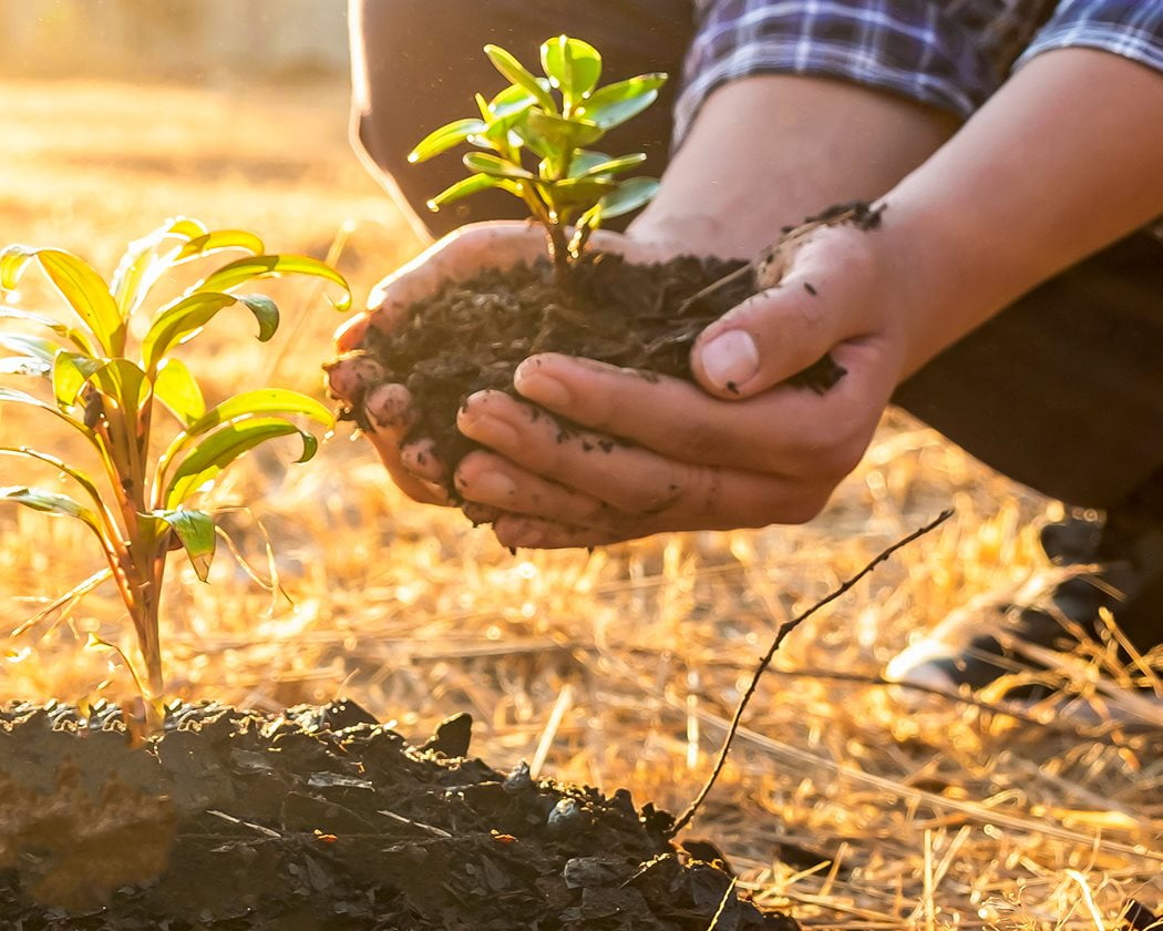 person planting seedling