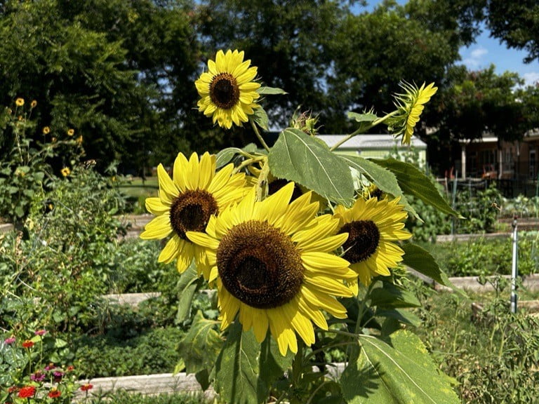 Sunflowers in Community Garden