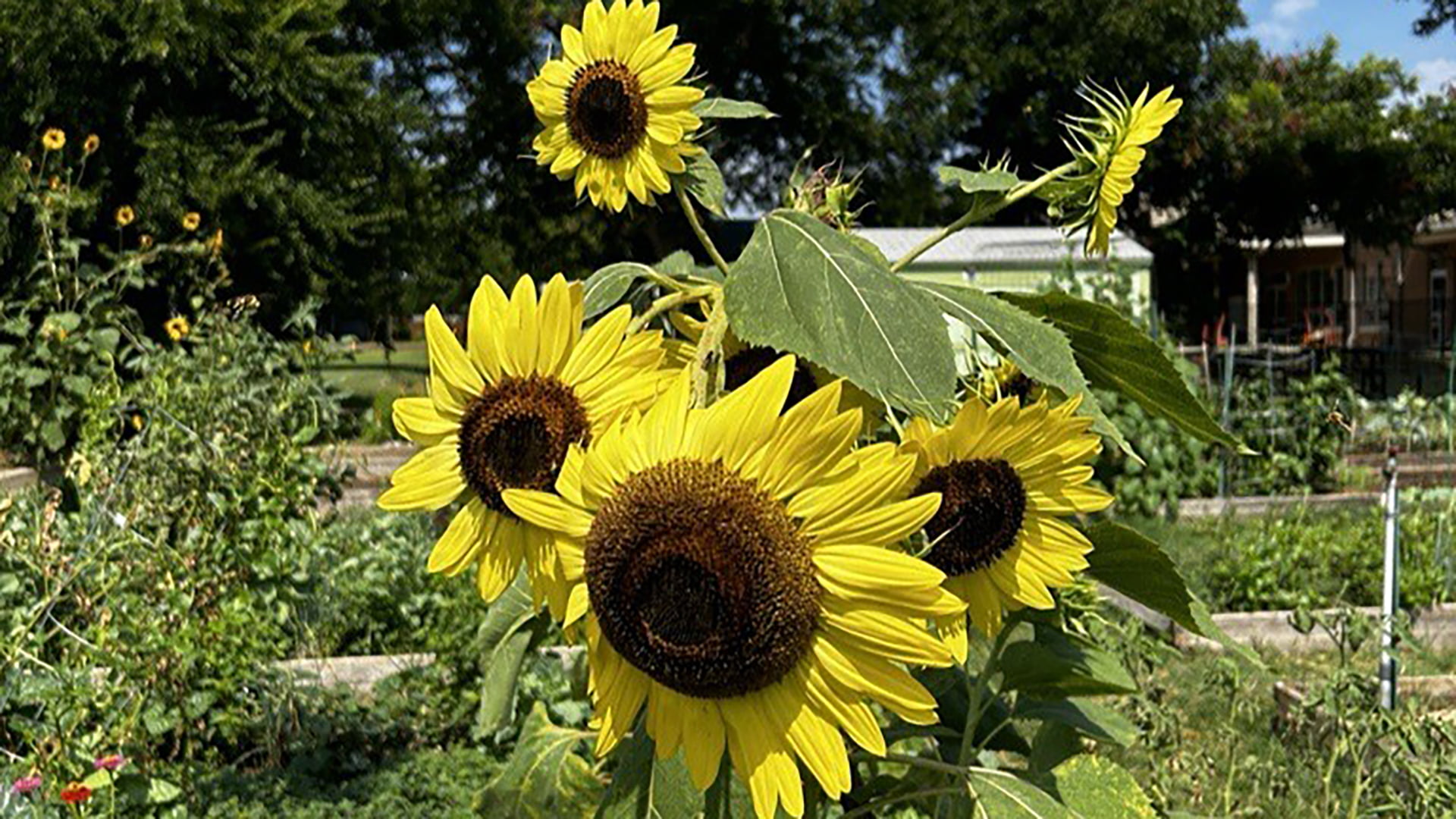 Sunflowers in Community Garden