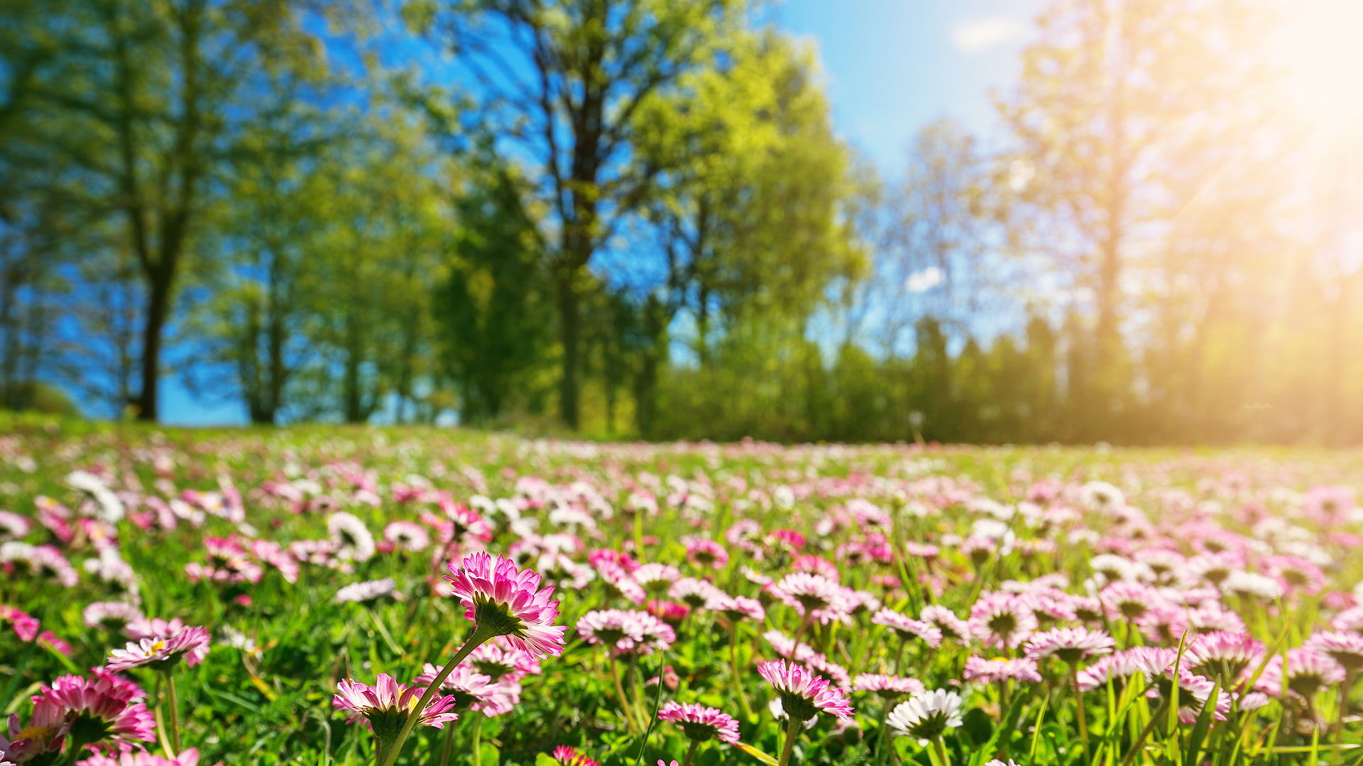 Pink daisies in a sunny meadow with trees