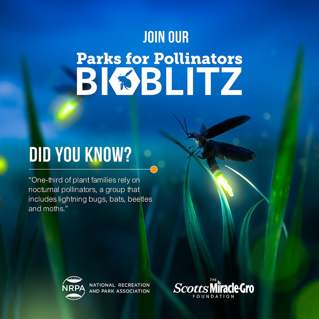 Join our Parks for Pollinators Bioblitz. Did you know? One-third of plant families rely on nocturnal pollinators, a group that includes lightning bugs, bats, beetles, and moths.