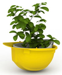 Plant growing out of a yellow hard hat.