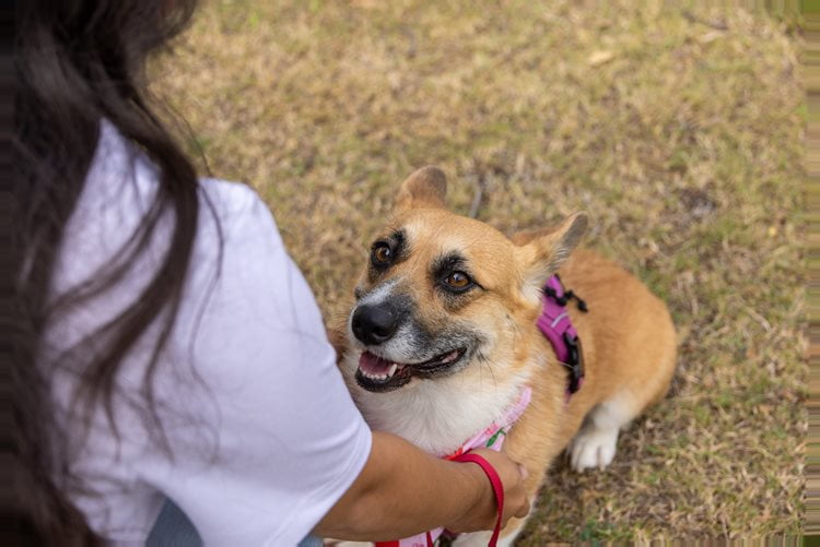 Rescue dog, Sadie, a corgi mix, gets love and attention by Ace Swenson of Aces Place Animal Rescue.
