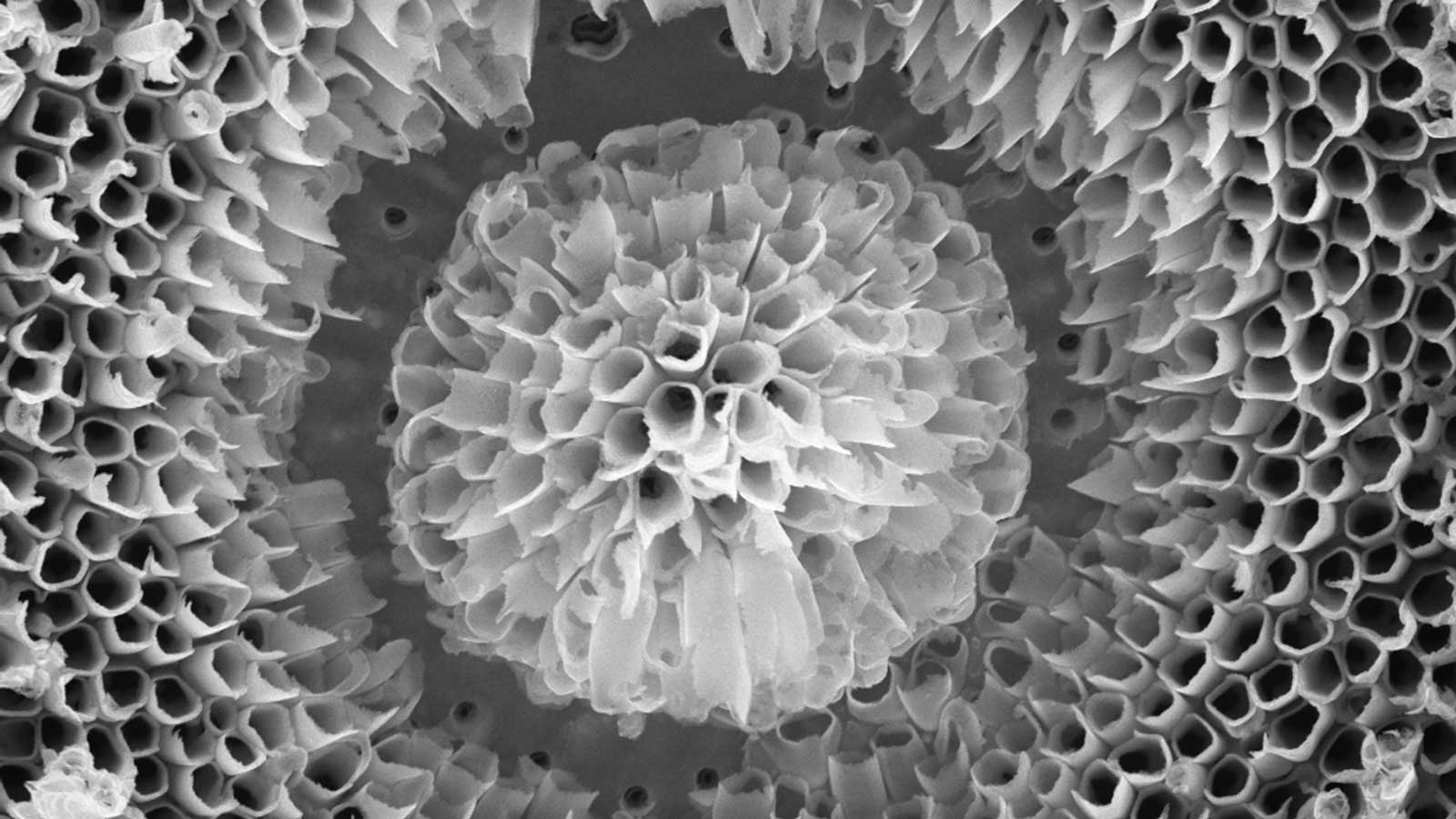 research area materials photo from an electron microscope