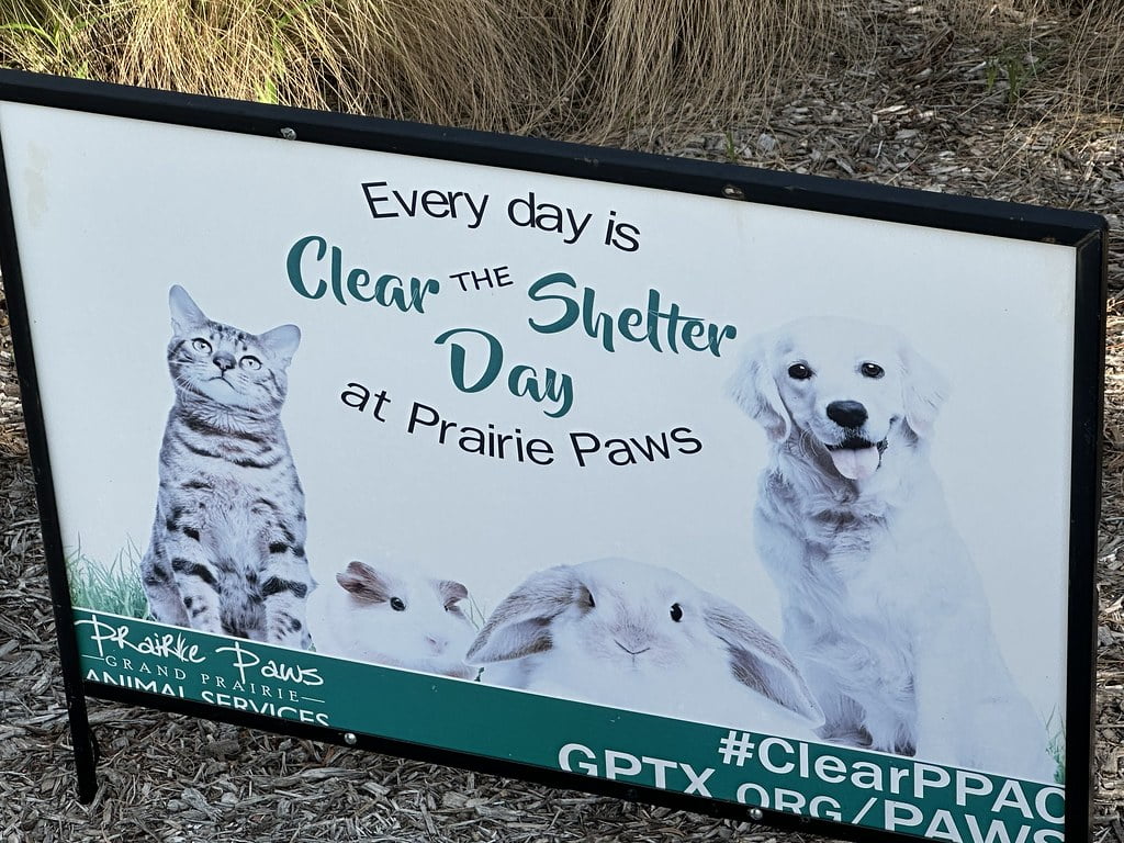 an ad picture of a cat and dog