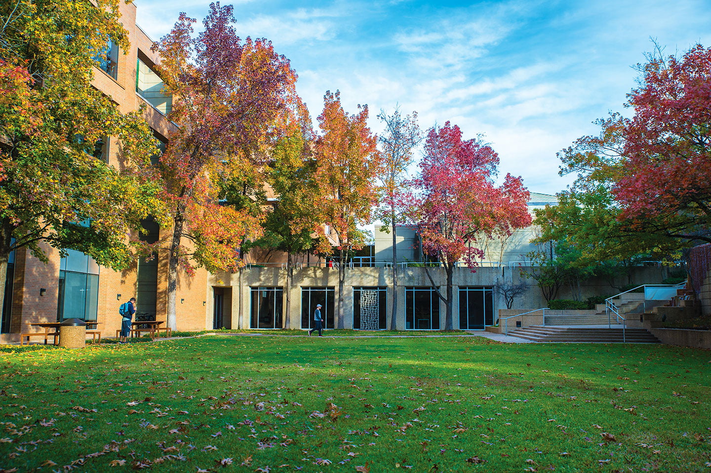 Cappa courtyard trees