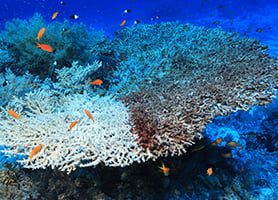 photo of coral reef in ocean