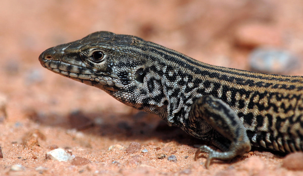 photo of lizard on sand