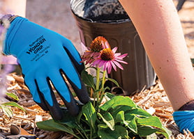 planting flowers