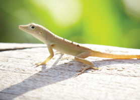 lizard