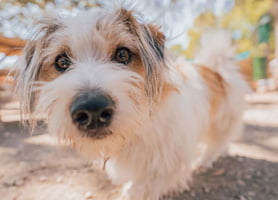 dog