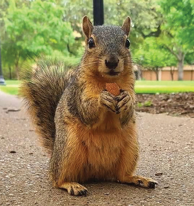UTA squirrel