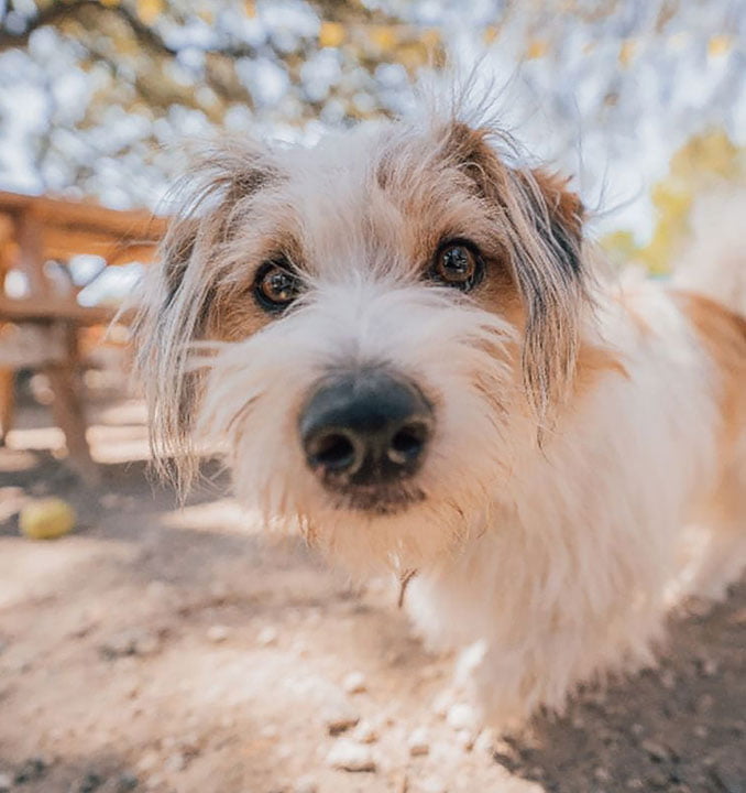 dog