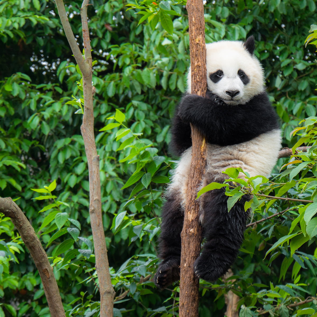 panda