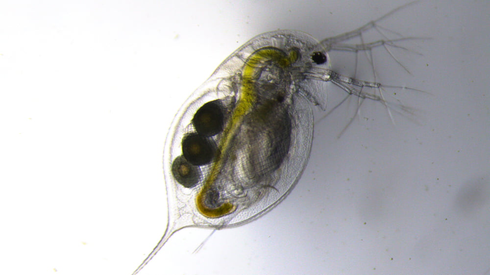 Water flea