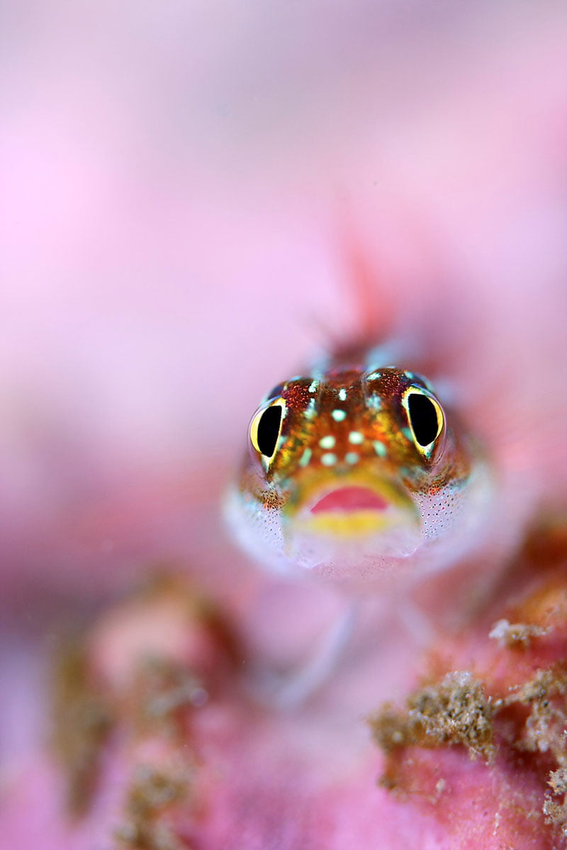 Do fish feel pain? UTA team says it’s likely. - News Center - The ...