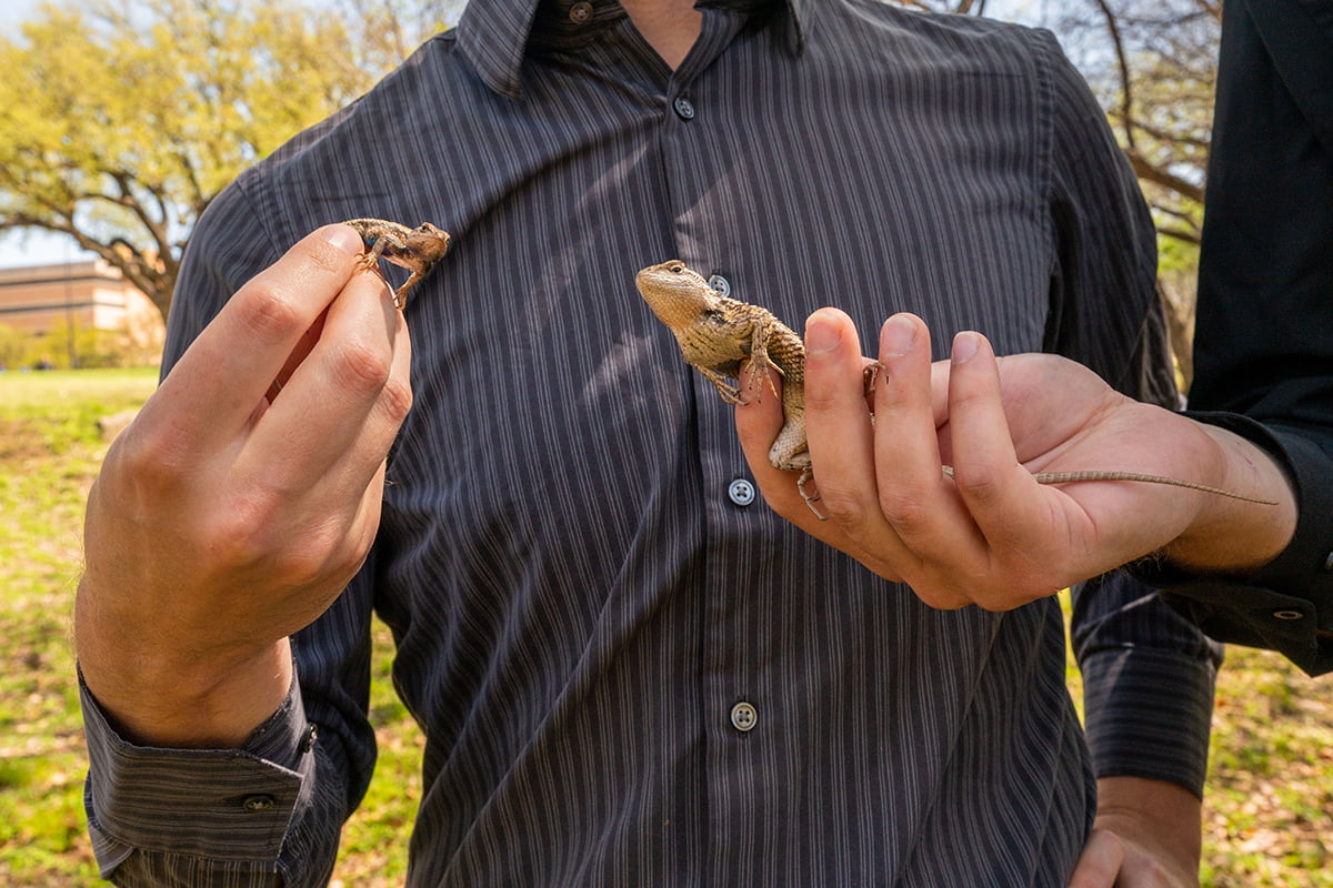 Prairie lizard, left, and Texas spiny lizard" _languageinserted="true