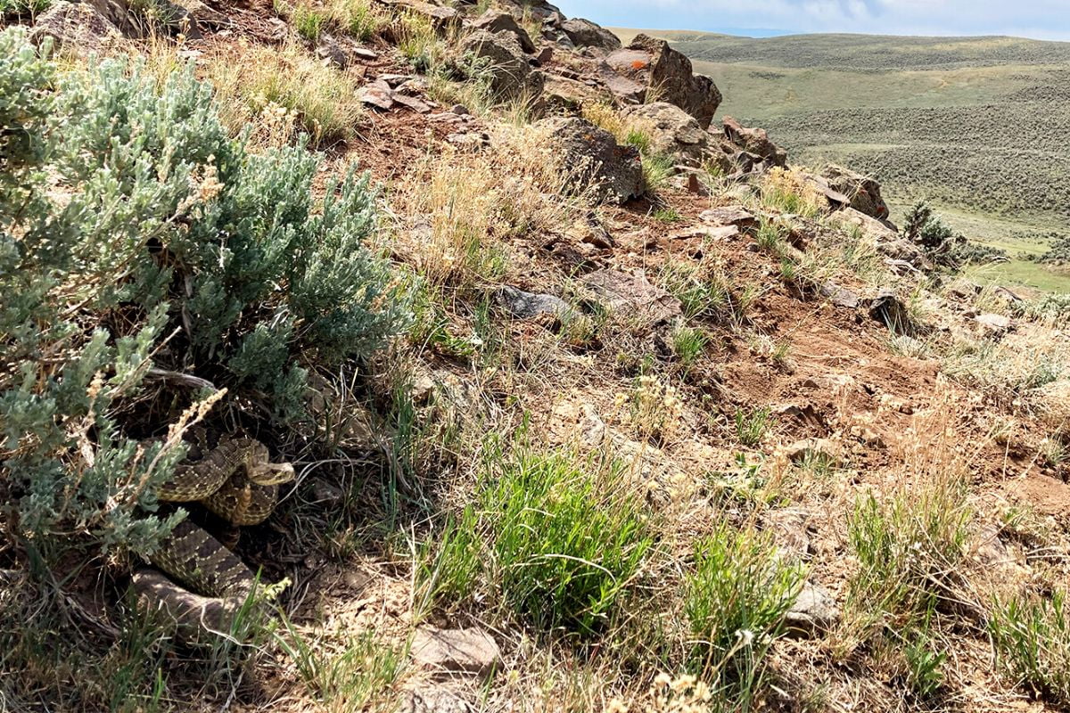 A rattlesnake (lower left) in its den." _languageinserted="true