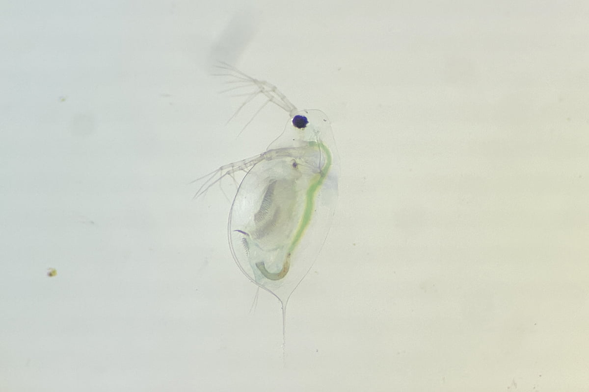 Waterflea" _languageinserted="true