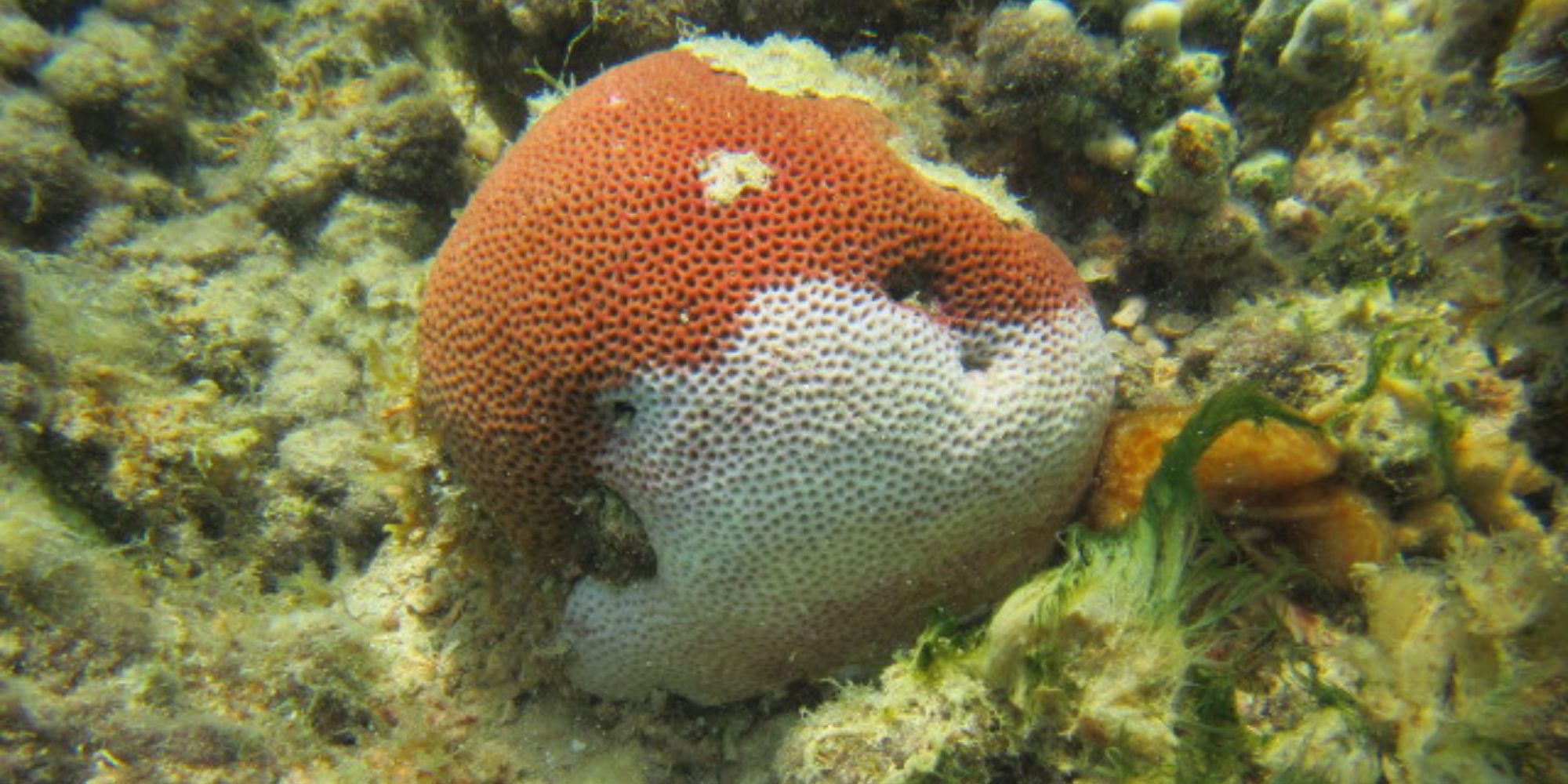 A coral with white plague disease" _languageinserted="true