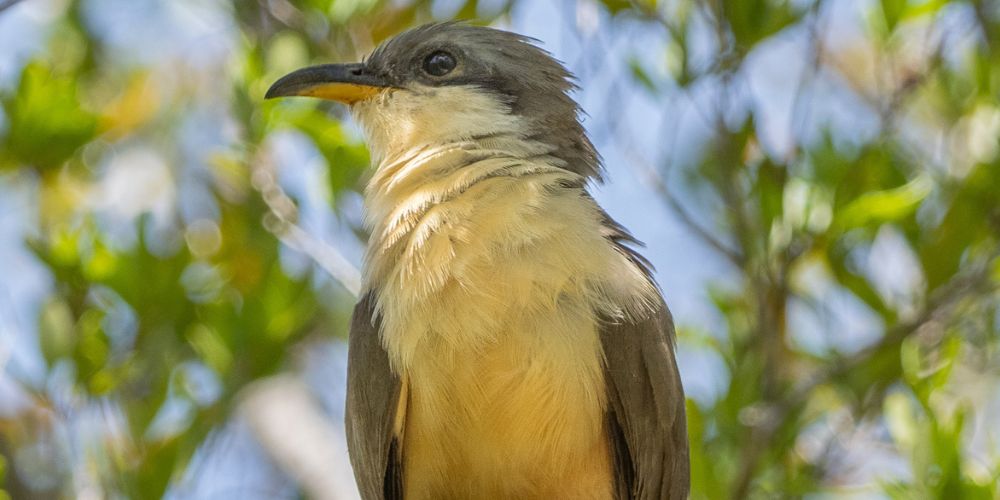 Mangrove Cuckoo