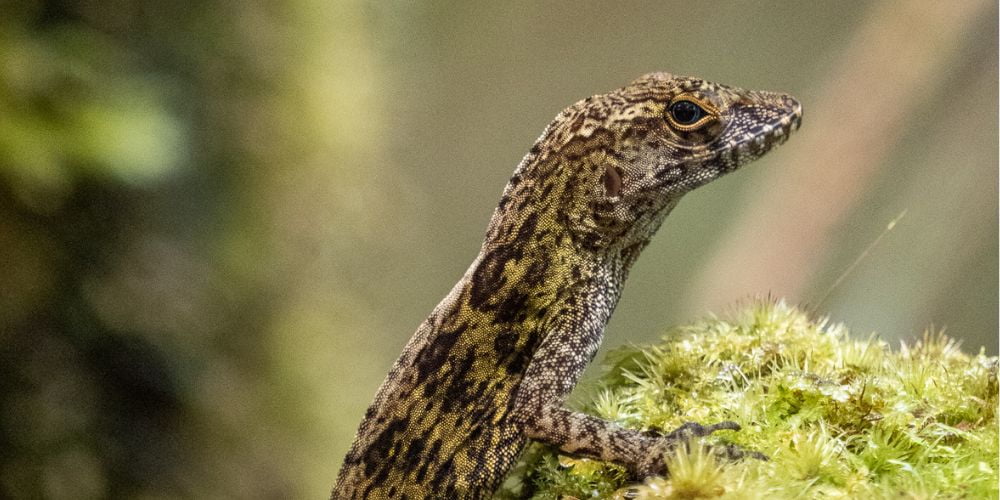 Yellow-Chinned Anole
