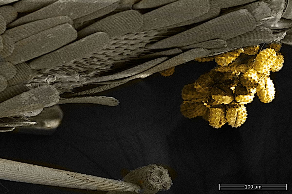 Butterfly pollen " _languageinserted="true