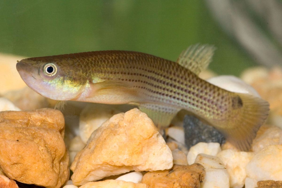 Killifish