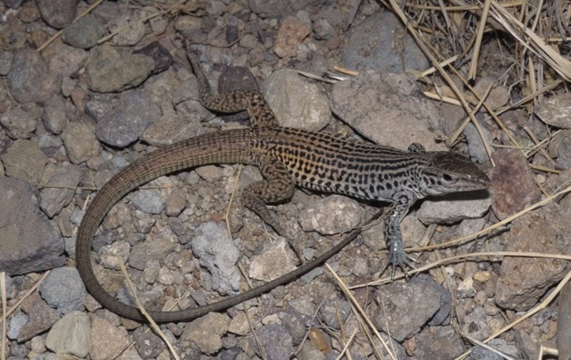 Dixon's whiptail lizard