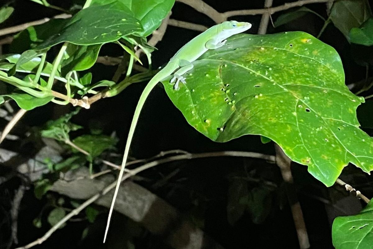 Green anole
