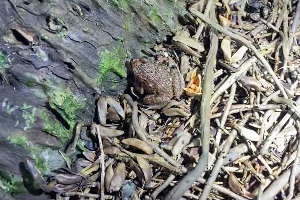 Greenhouse frog