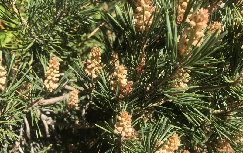 Tree pollen main