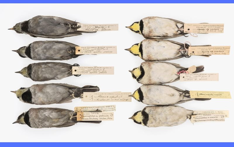 Historical bird samples