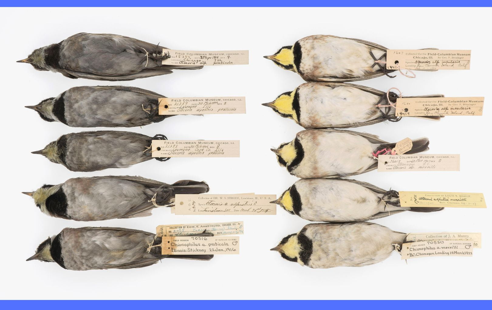 Historical bird samples" _languageinserted="true
