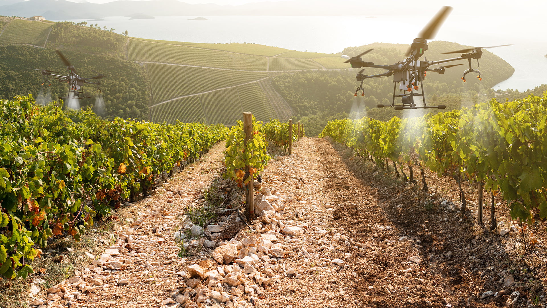 Drones fly over agricultural area