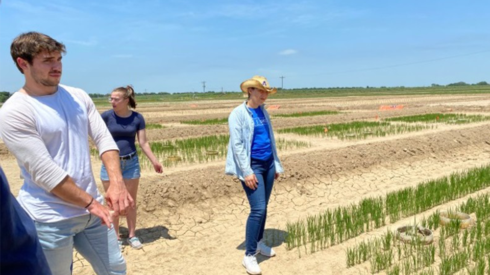 Students in field research activity