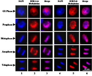 Chemical Biology Promo Image of Cell Division