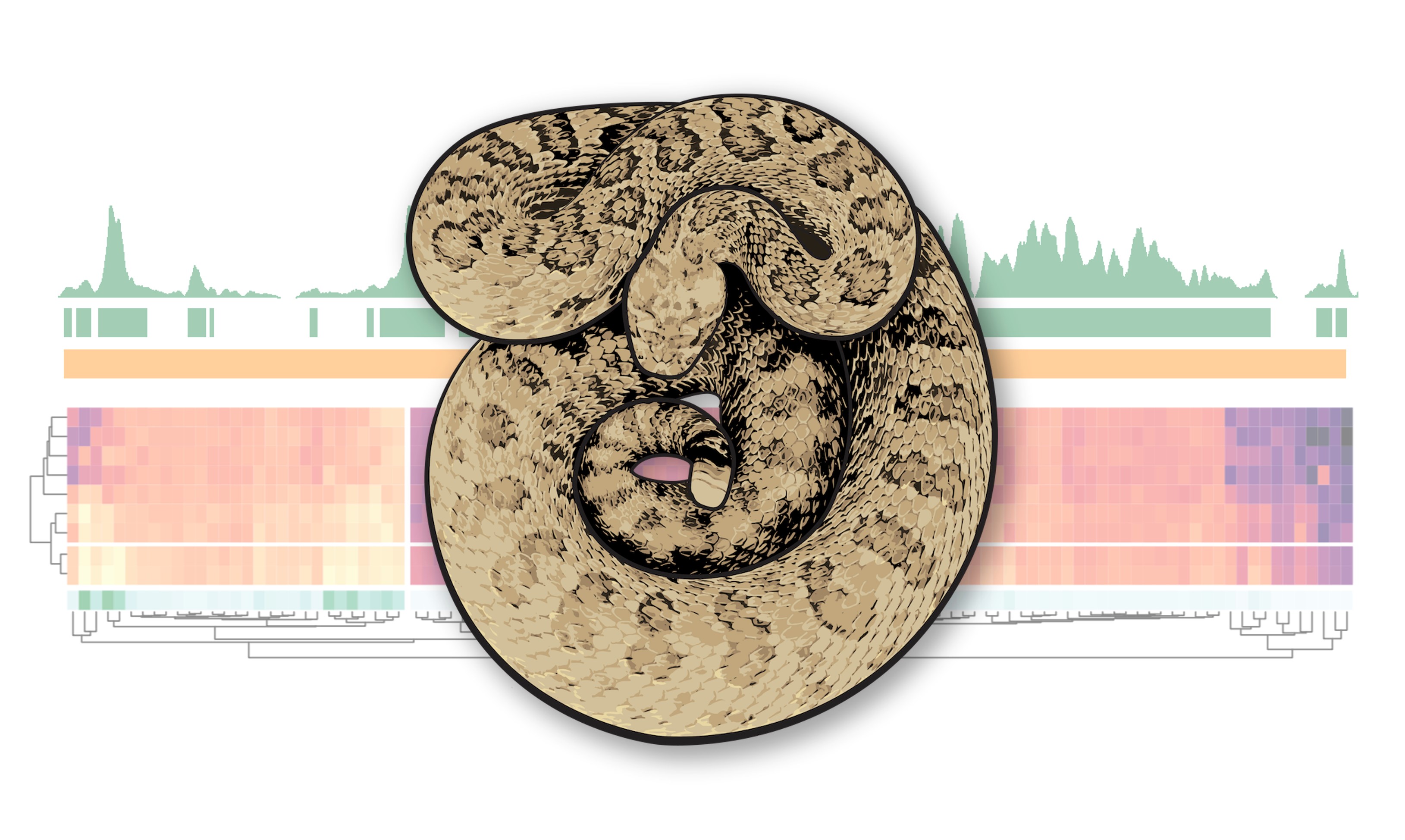 >An illustration of a prairie rattlesnake overlaying functional genomic data used to study the regulation and evolution of snake venom. Courtesy of Blair Perry.