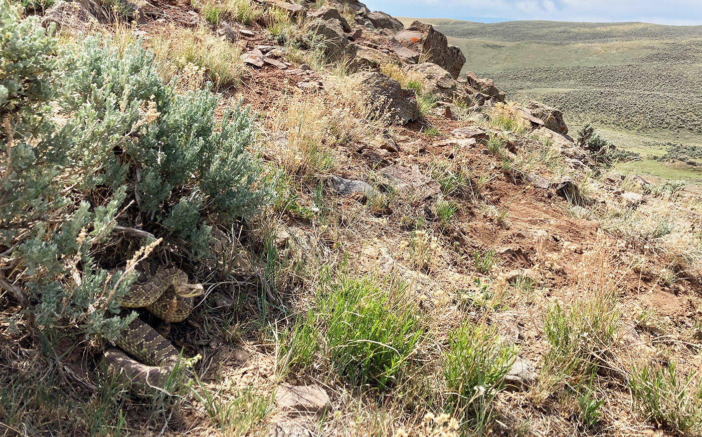 An adult prairie rattlesnake peers out of its den in Colorado. Photo courtesy of Drew Schield.