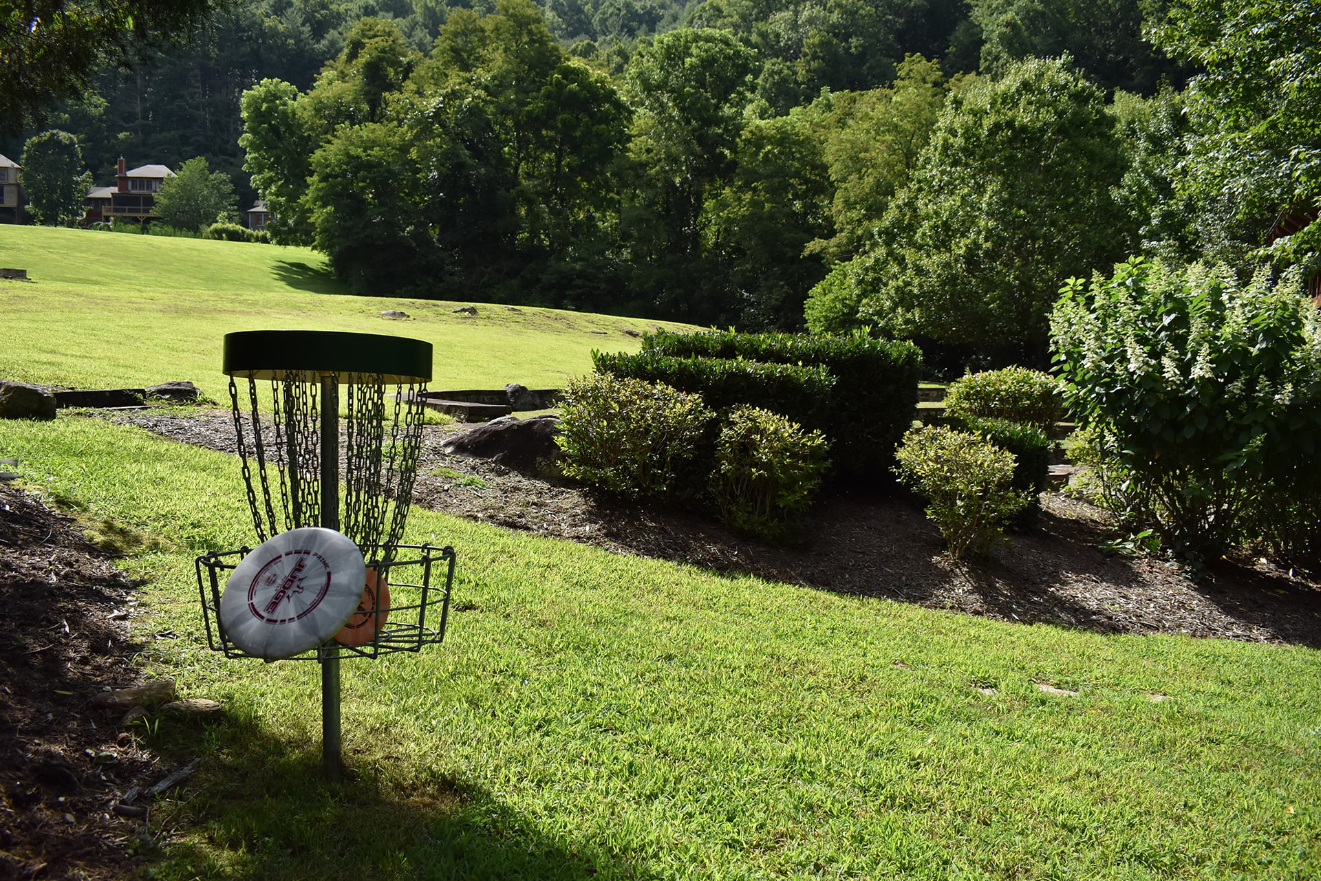 Picture of Disc Golf